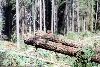 RCC004's set around some logs