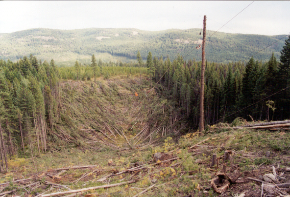 Plot of land to be logged