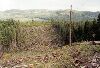 Logging Road